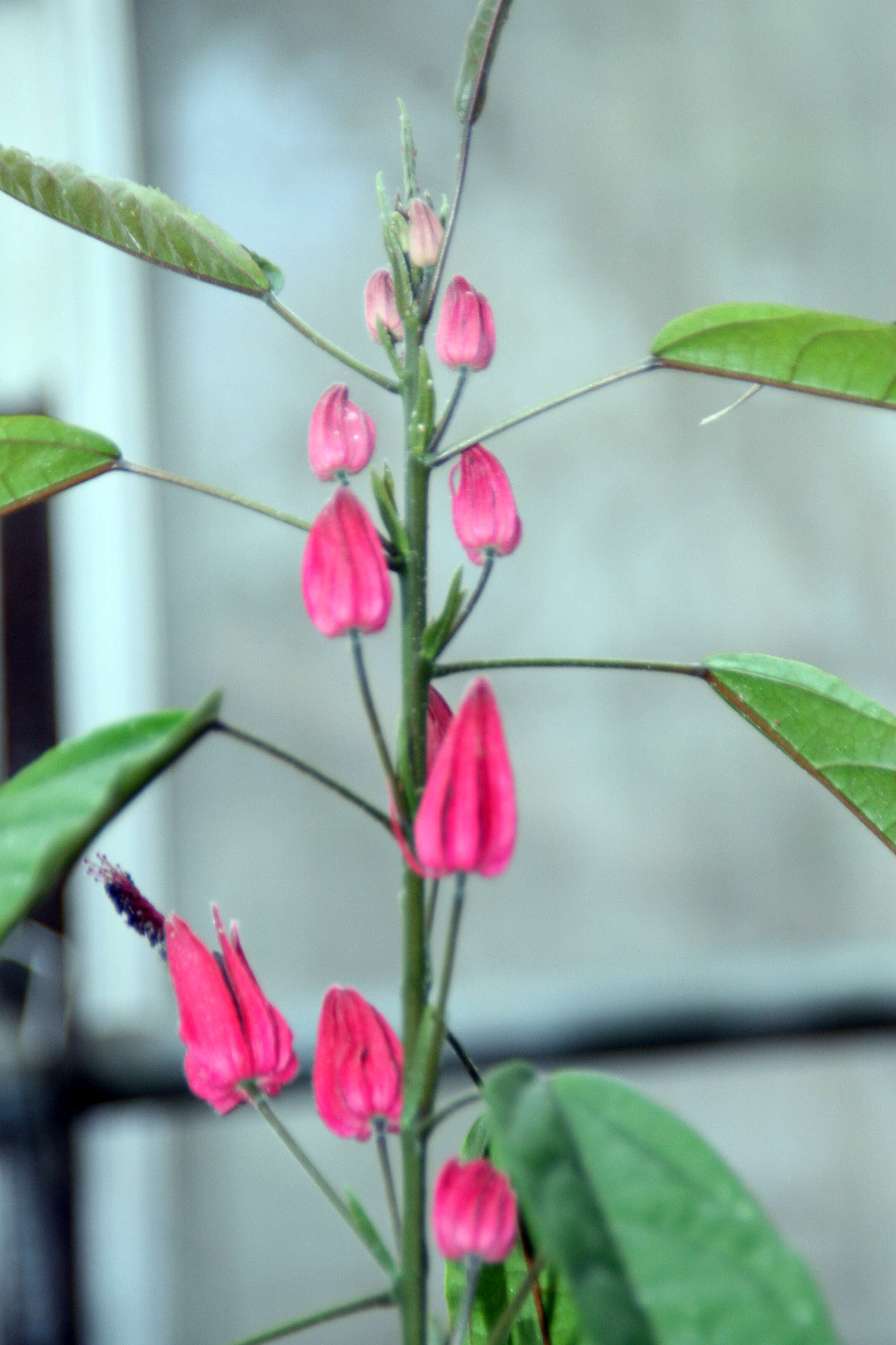 Image of Pavonia multiflora A. St.-Hil.