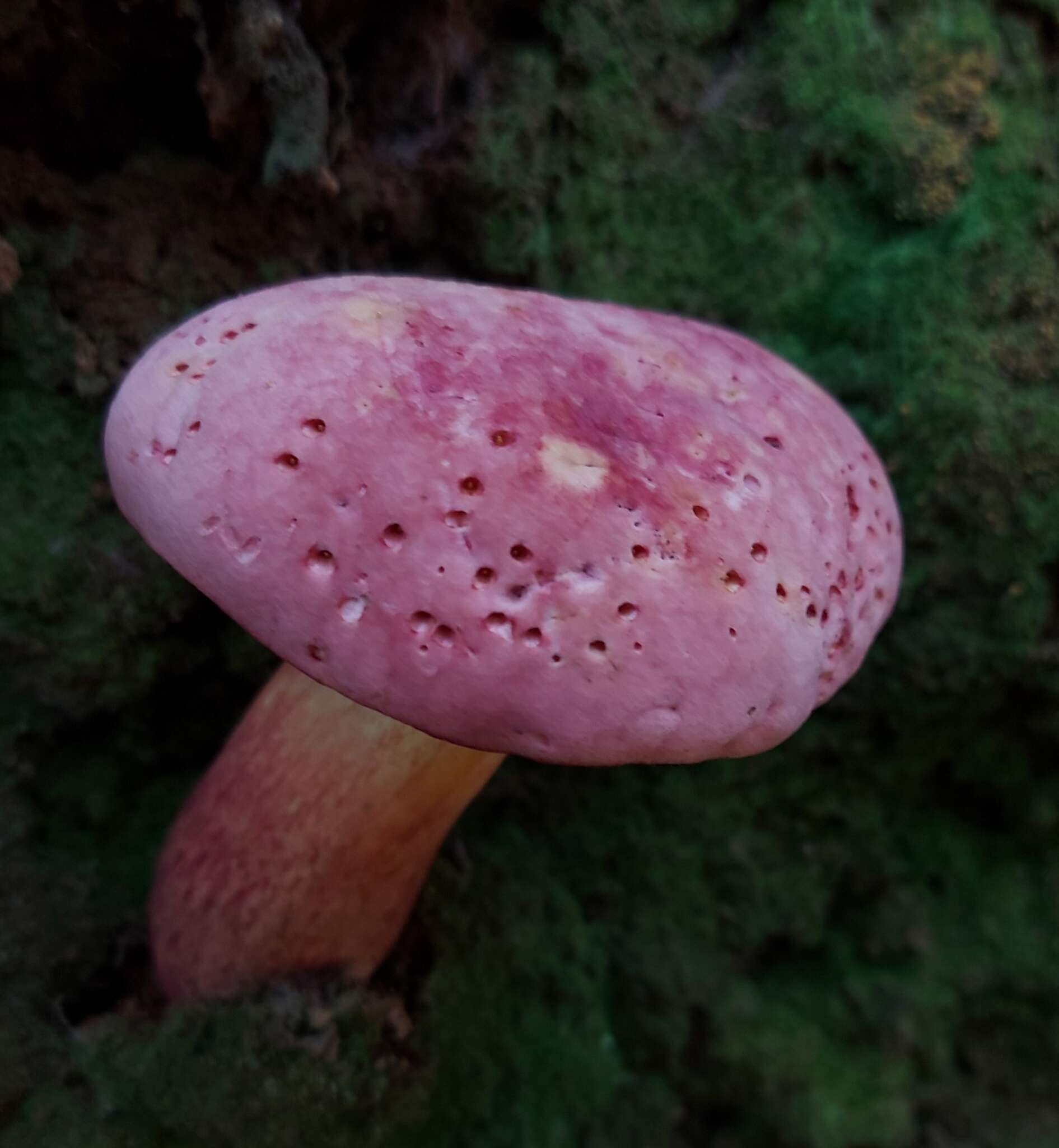 Image of Boletus neoregius Halling & G. M. Muell. 1999