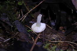 Image of Russula marangania Grgur. 1997