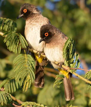 Image of African Red-eyed Bulbul