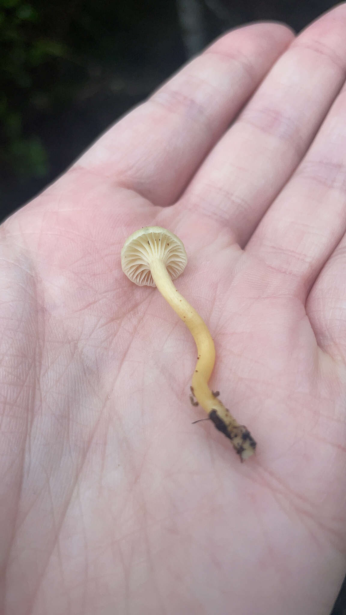 Image of Hygrophorus salmonipes G. Stev. 1963