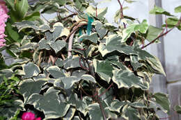 Image of Algerian ivy