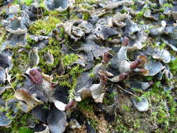 Peltigera didactyla (With.) J. R. Laundon的圖片