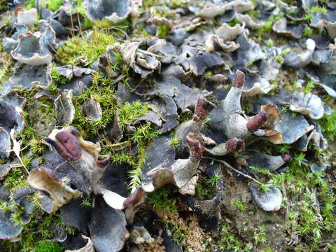 Image of felt lichen