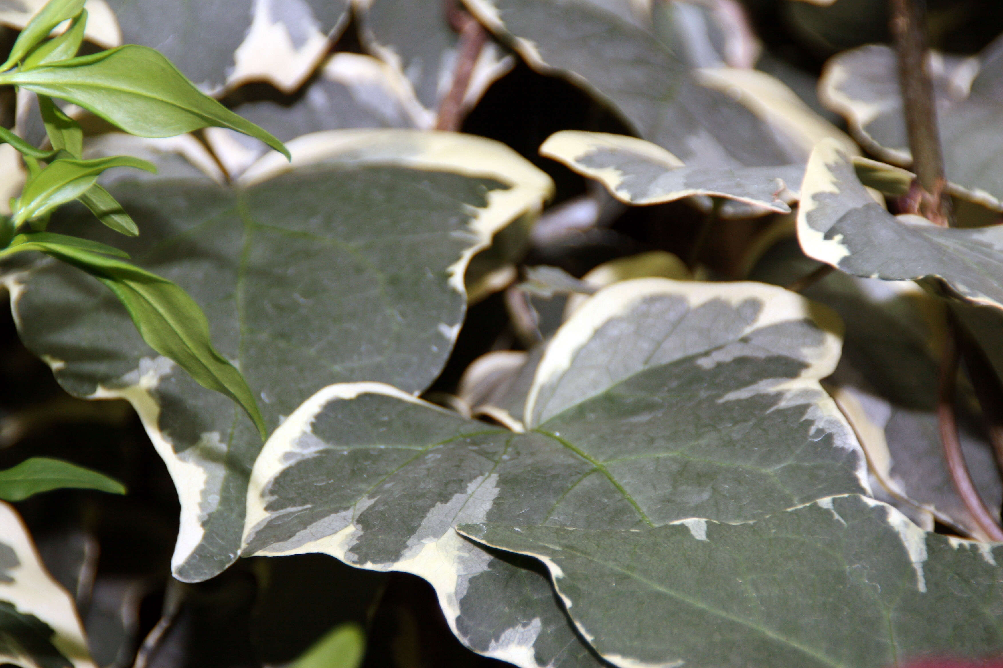 Image of Algerian ivy