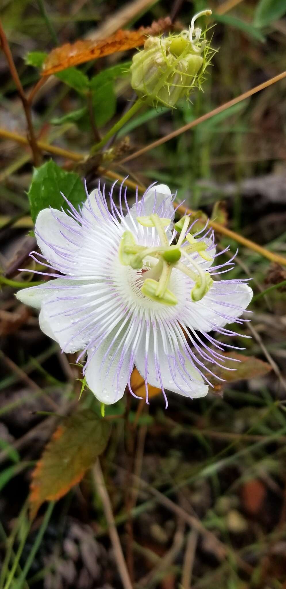 Image of Passiflora bahamensis Britton