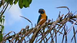 Image of Blue-throated Macaw