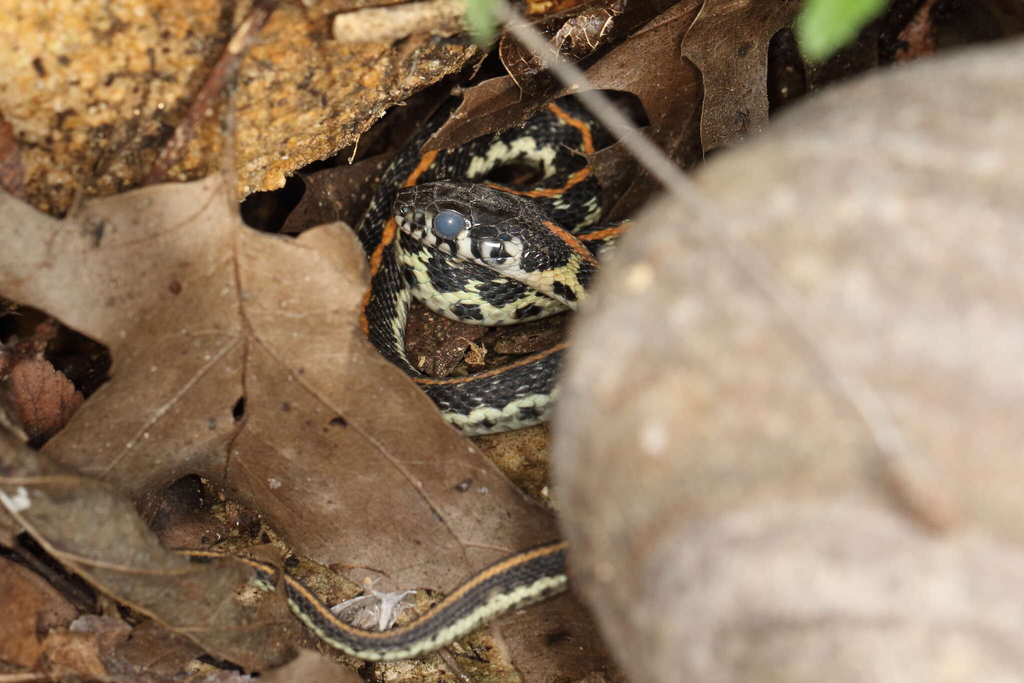 Image of Blackneck Garter Snake (cyrtopsis