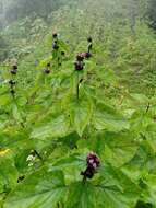 Image of Phlomoides macrophylla (Benth.) Kamelin & Makhm.