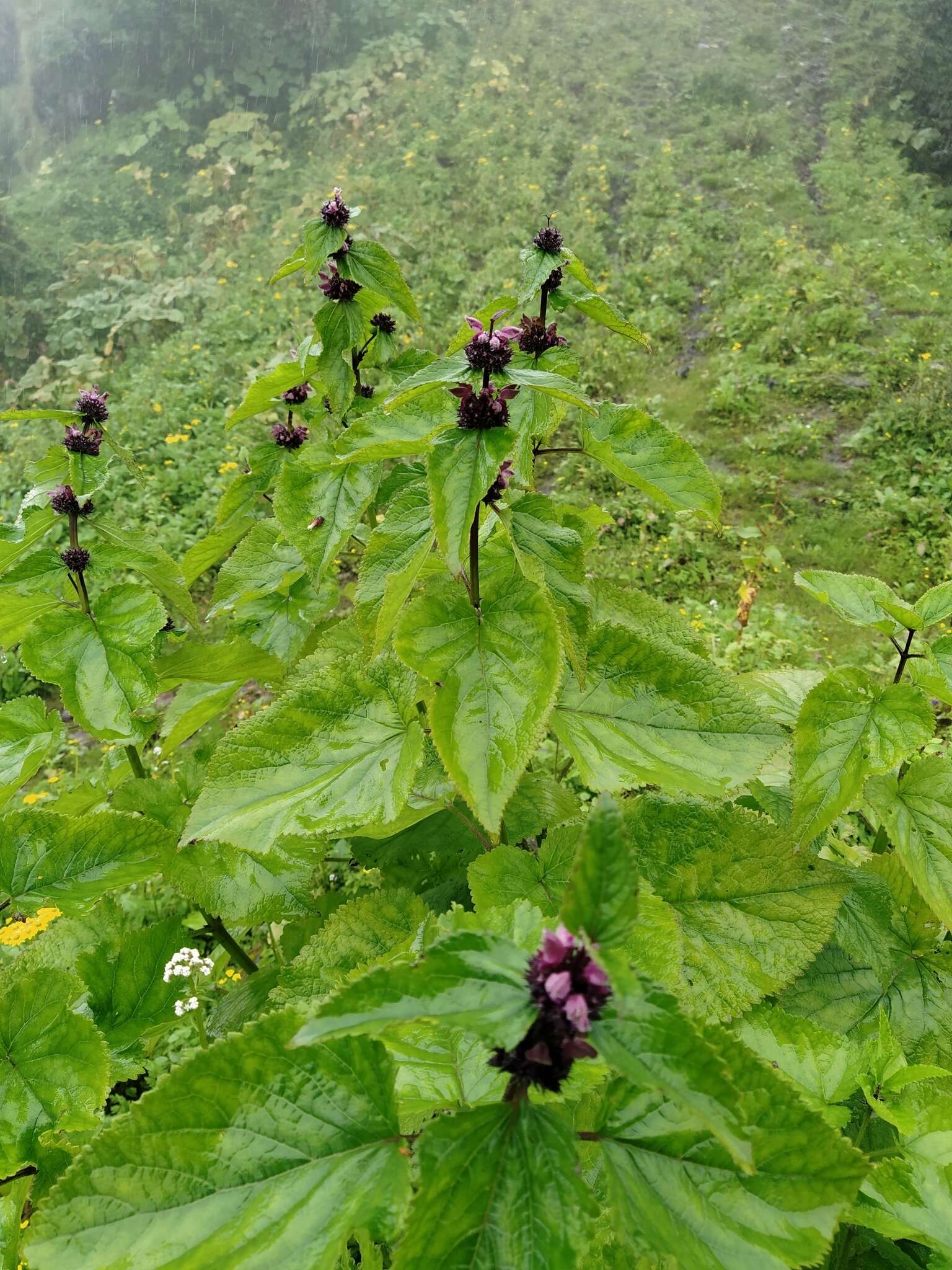 Image of Phlomoides macrophylla (Benth.) Kamelin & Makhm.