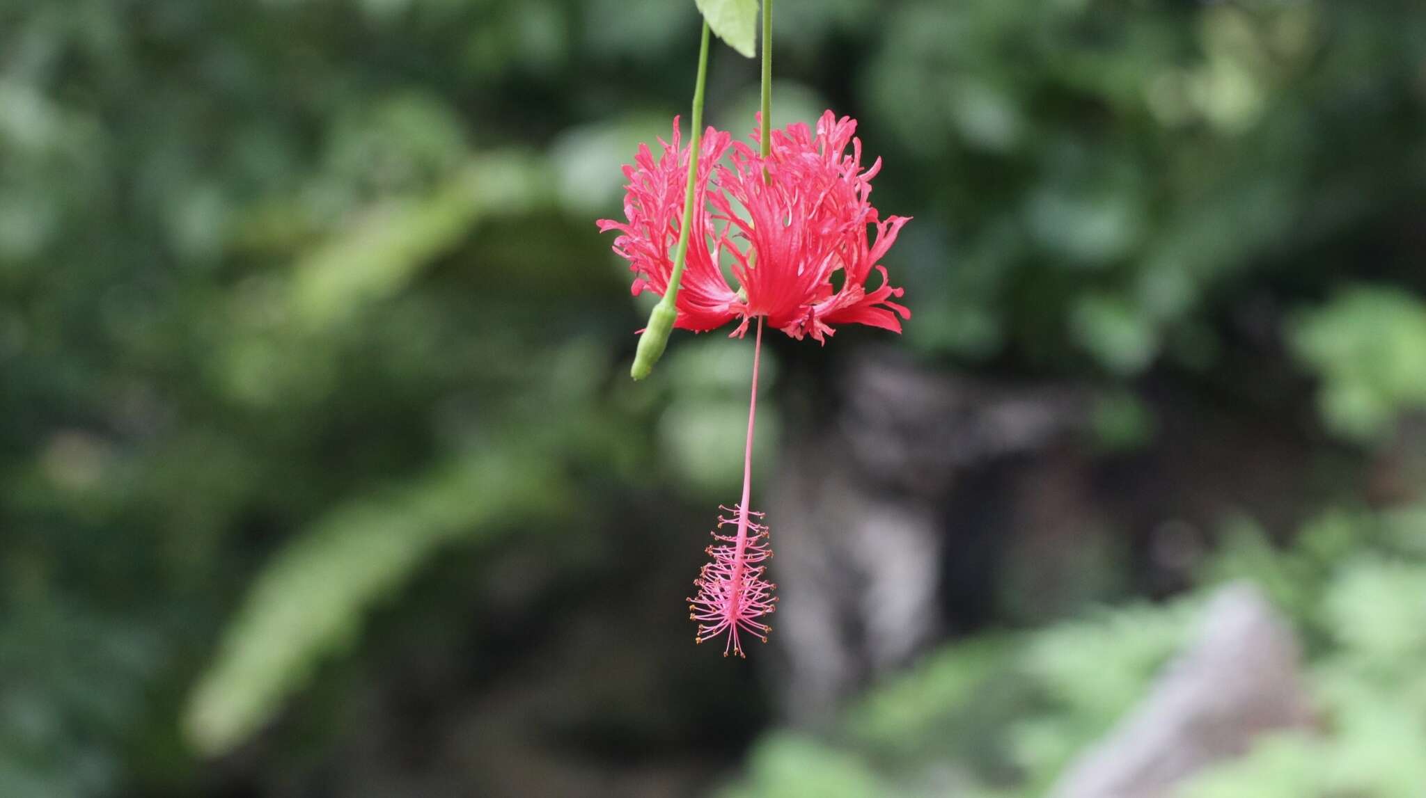 Image of fringed rosemallow