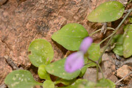 Image of Dicliptera effusa Balf. fil.