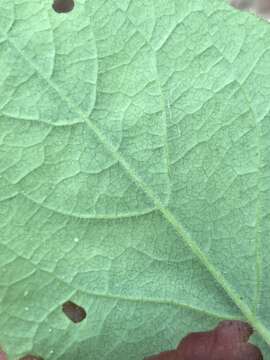 Image of Hairy Honeysuckle