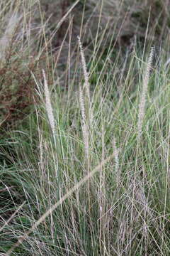 Image of Pappophorum caespitosum R. E. Fr.