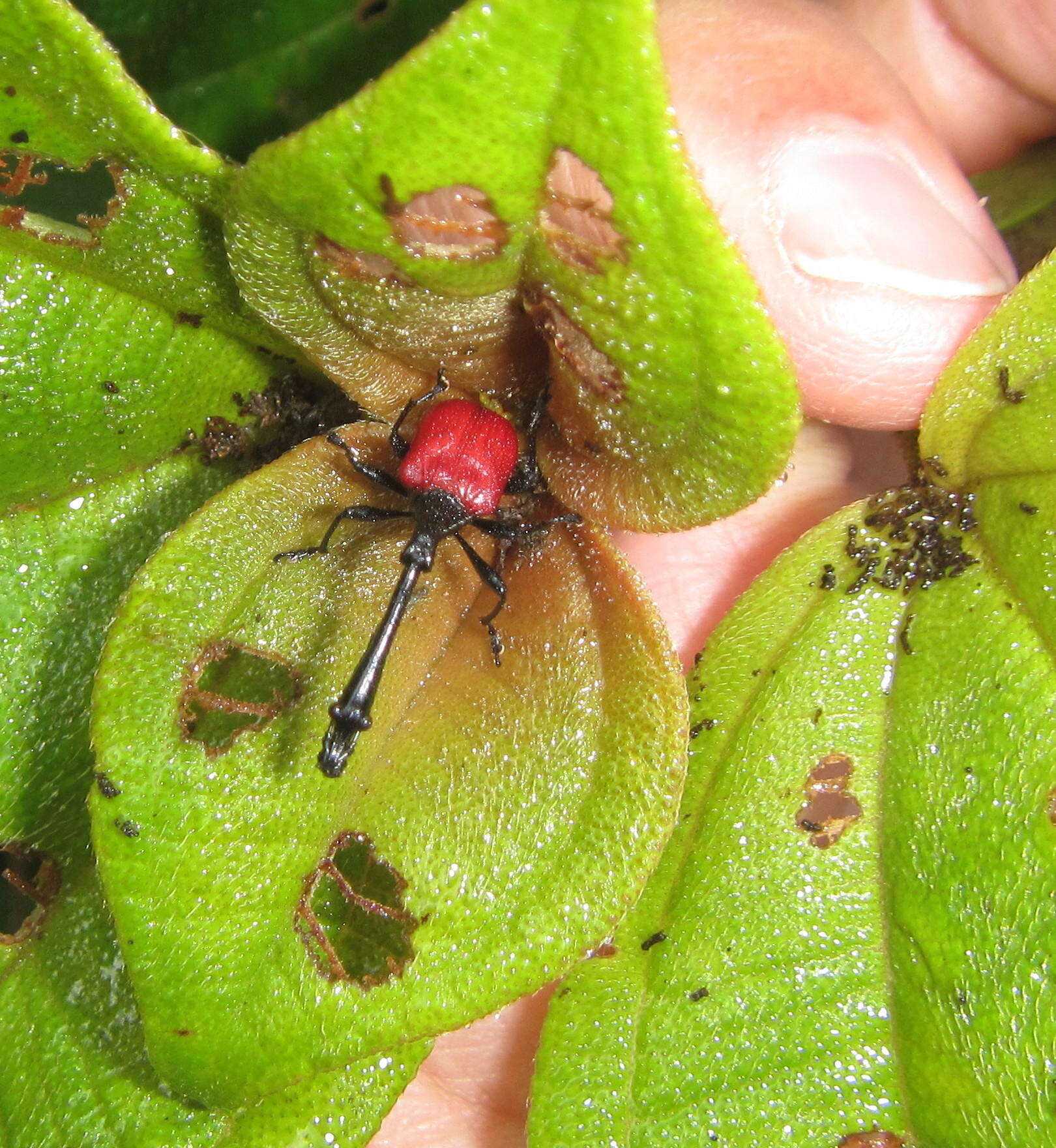 Image of Dichaetanthera cordifolia Baker