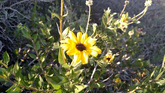 Sivun Encelia californica Nutt. kuva