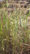 Image of Habenaria incarnata (Lyall ex Lindl.) Rchb. fil.