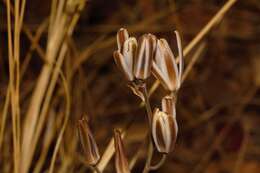 Imagem de Albuca kirkii (Baker) Brenan