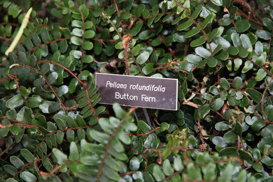 Image of Pellaea rotundifolia (G. Forst.) Hook.