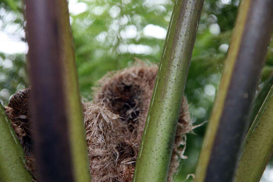 Image of Lacy Tree Fern