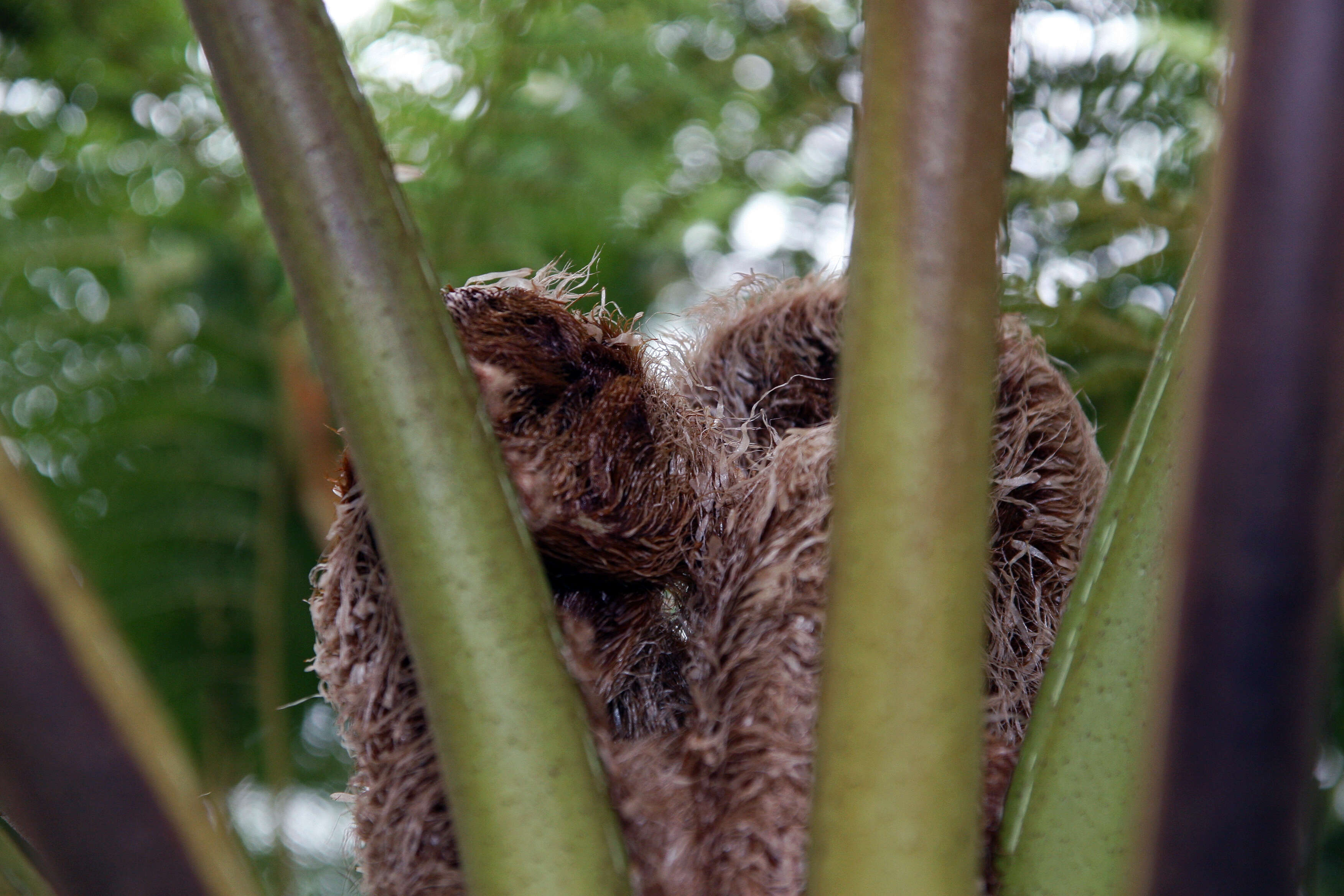 Image of Lacy Tree Fern