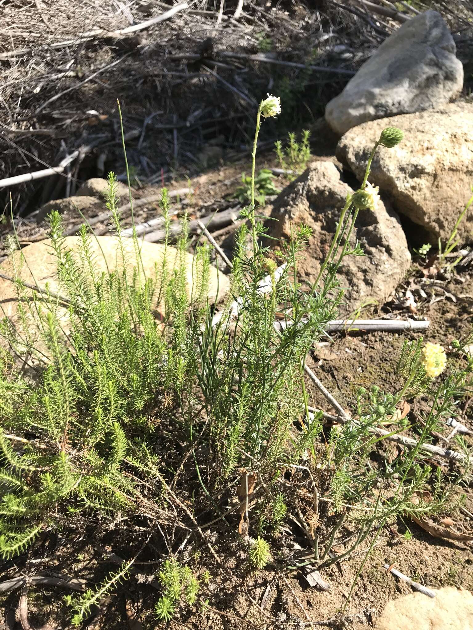 Sivun Phyllopodium elegans (Choisy) O. M. Hilliard kuva