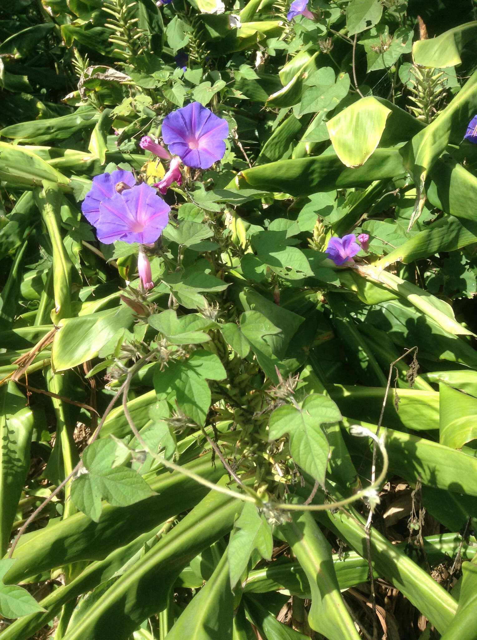 Imagem de Ipomoea indica (J. Burman) Merr.