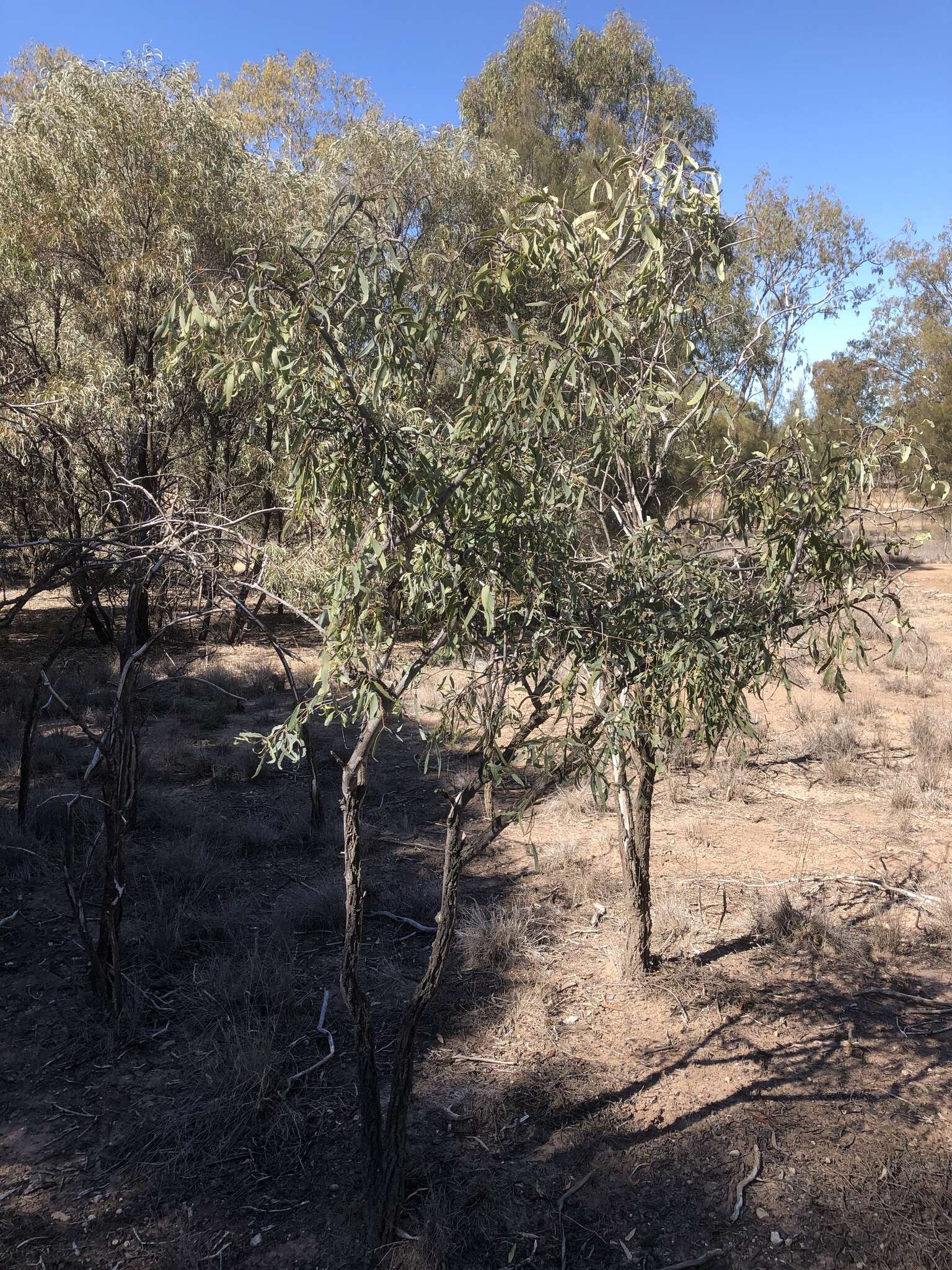 Image of Santalum lanceolatum R. Br.