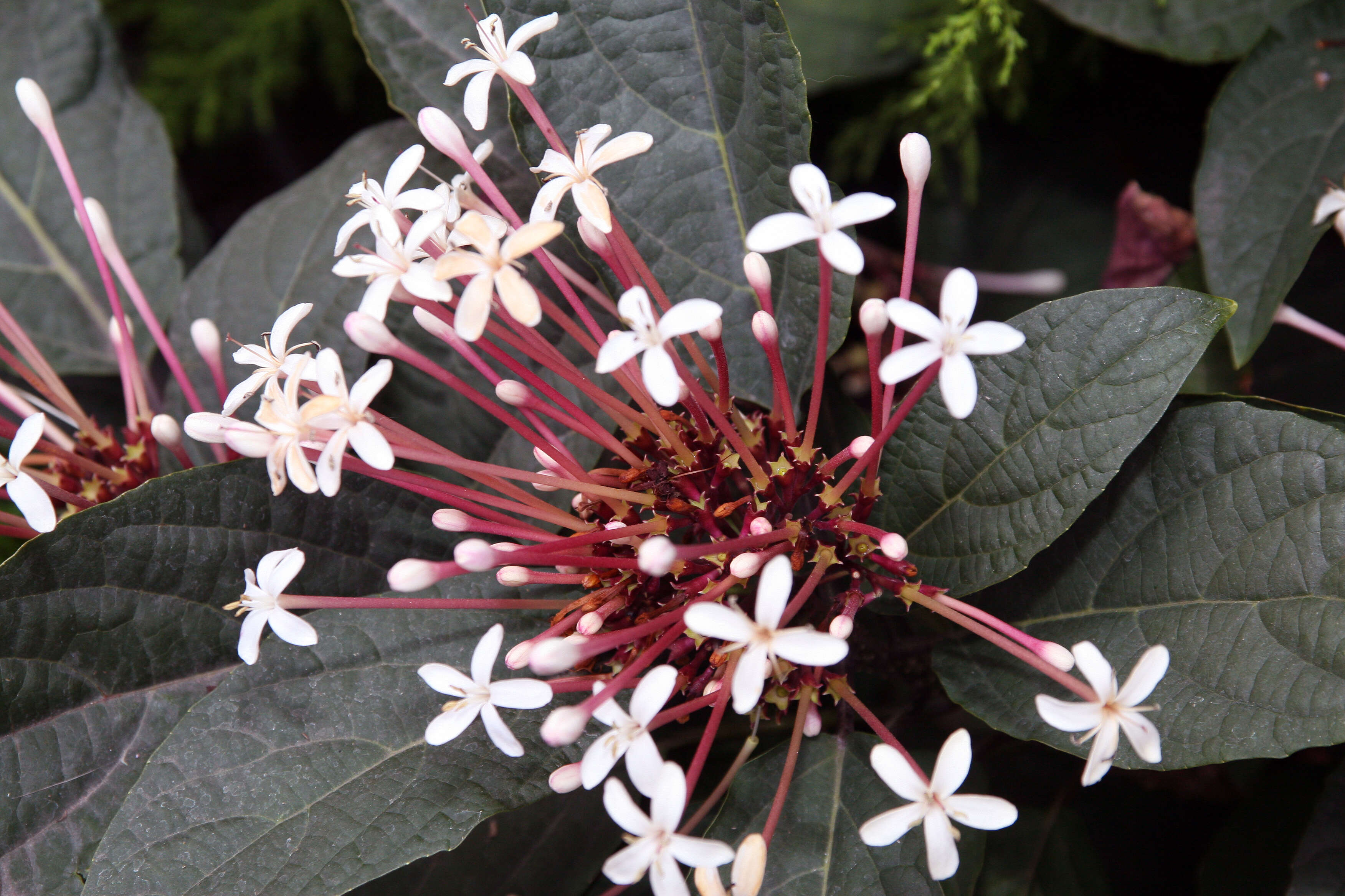 Image of Philippine glorybower