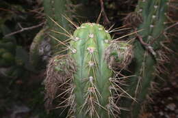 Echinopsis cuzcoensis (Britton & Rose) H. Friedrich & G. D. Rowley resmi