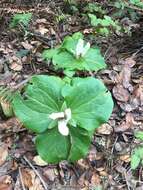 Trillium chloropetalum var. giganteum (Hook. & Arn.) Munz resmi