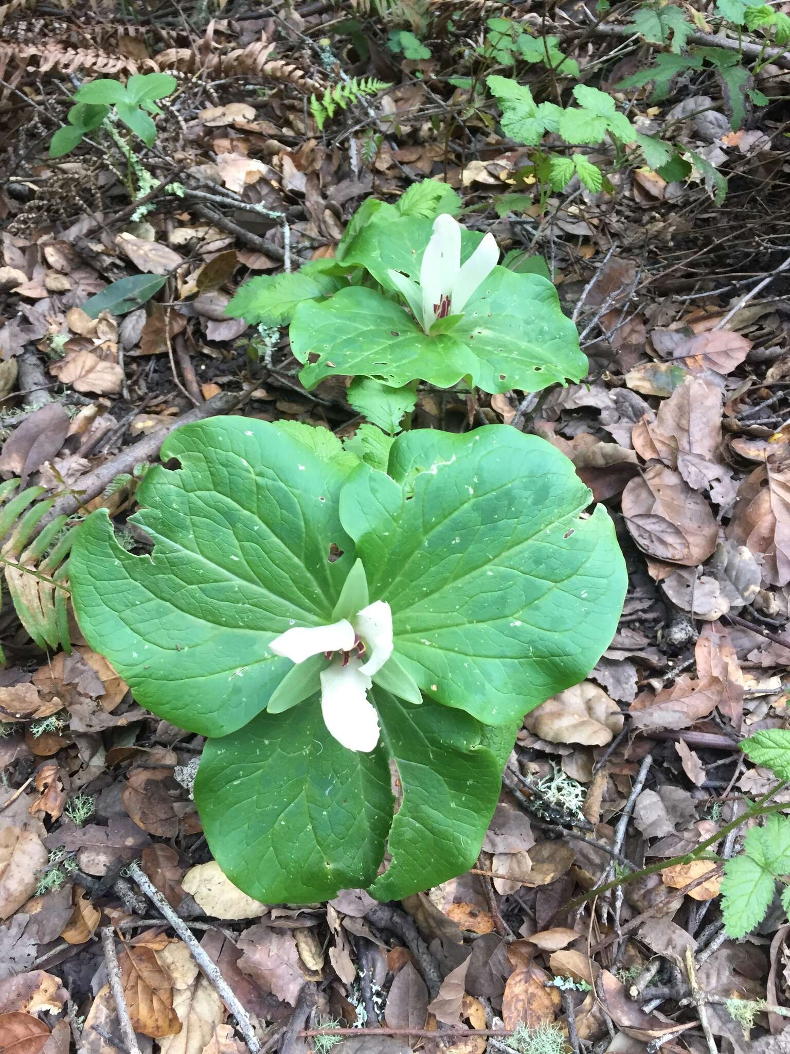 Trillium chloropetalum var. giganteum (Hook. & Arn.) Munz resmi