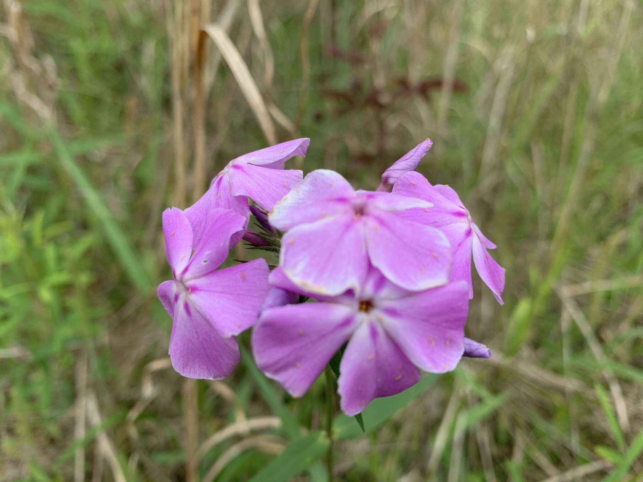 Sivun Phlox pilosa subsp. pulcherrima Lundell kuva