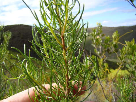 Image of Pteronia camphorata L.