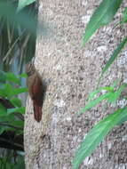 Image of Plain-brown Woodcreeper