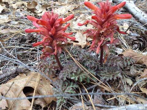 Слика од Pedicularis aurantiaca (E. F. Sprague) Monfils & Prather