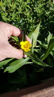 Ludwigia grandiflora var. hexapetala (Hook. & Arn.) D. B. Ward resmi