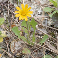 Image of Dwarf dandelion