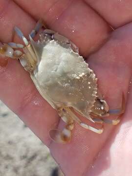 Image of ornate blue crab