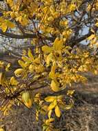 صورة Cassia abbreviata subsp. beareana (Holmes) Brenan