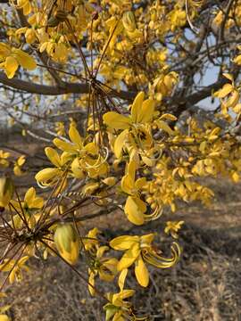 Image of Cassia abbreviata subsp. beareana (Holmes) Brenan