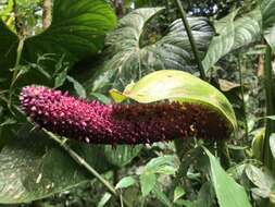 Image of Anthurium nymphaeifolium K. Koch & C. D. Bouché