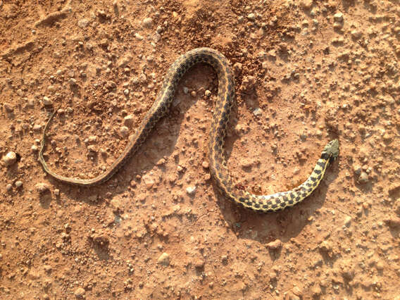 Image of Checkered Garter Snake