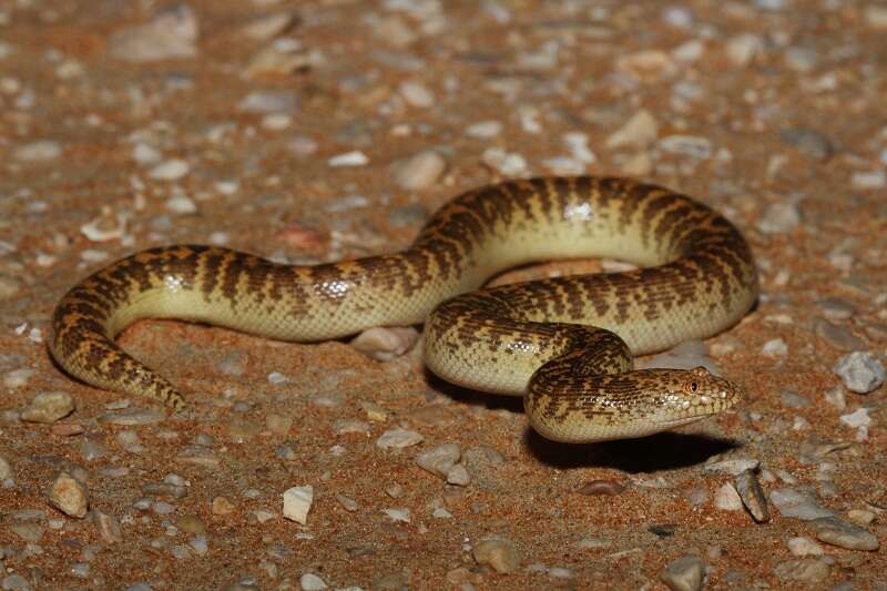 Image de Boa des sables d'Arabie