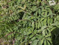 Слика од Sanguisorba hakusanensis Makino