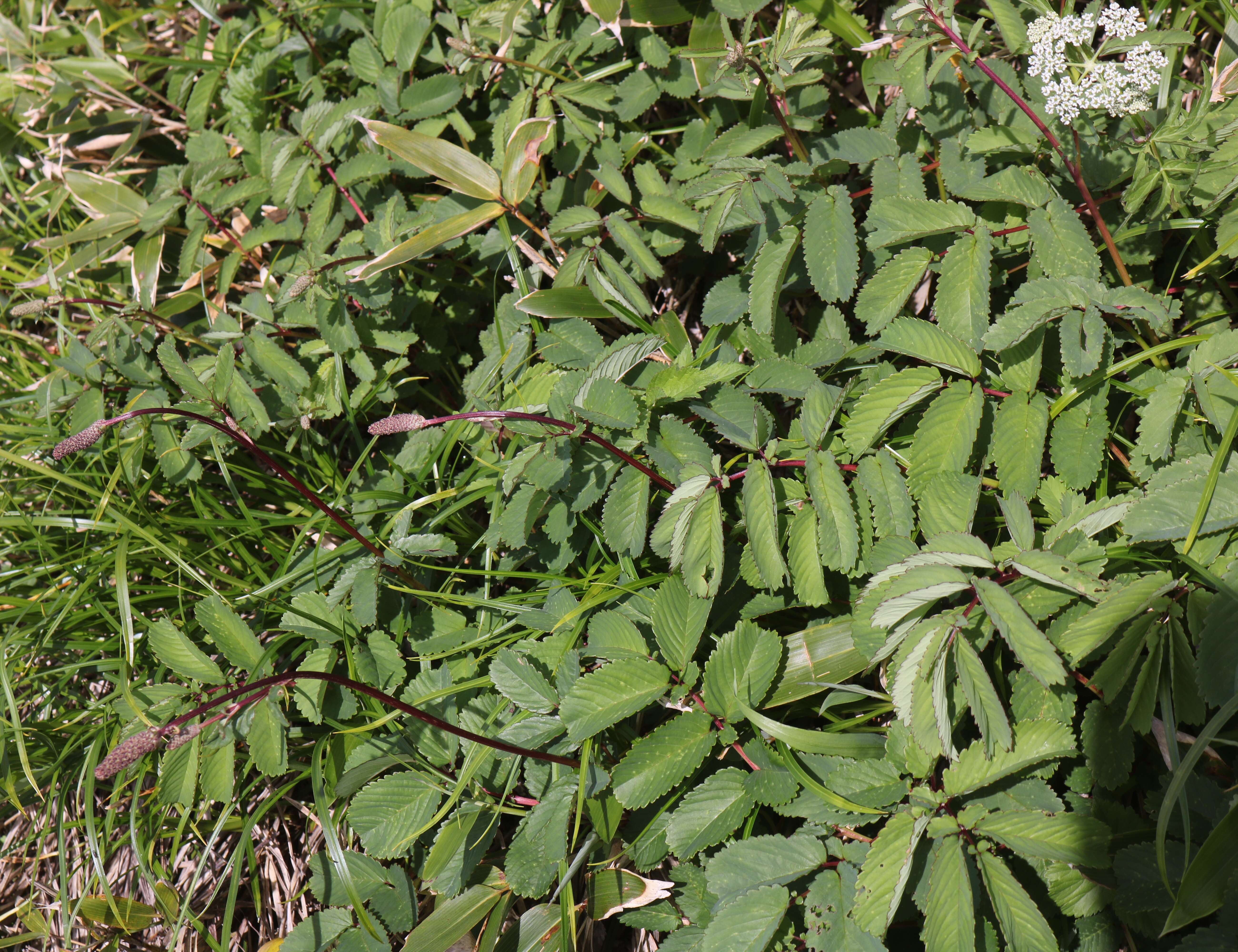 Слика од Sanguisorba hakusanensis Makino