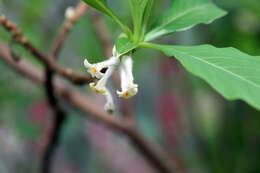 Image of Oriental paperbush