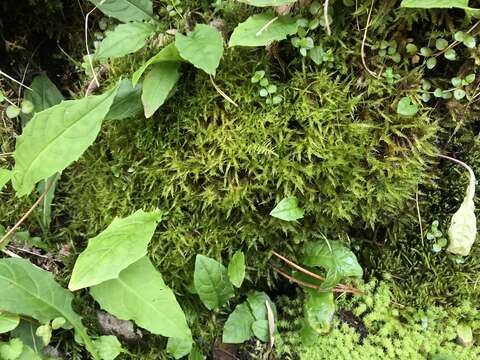 Image of calliergonella moss