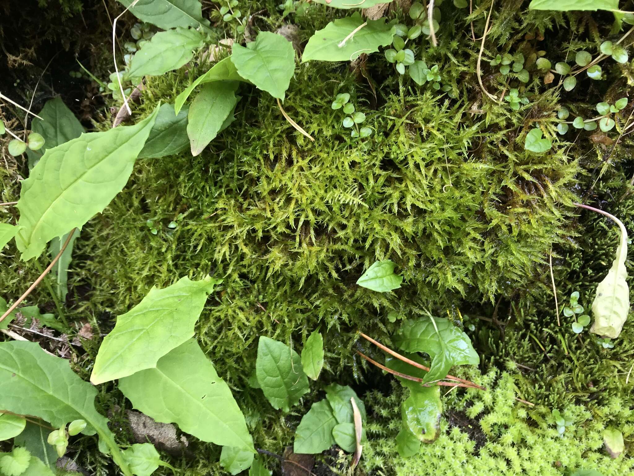 Image of calliergonella moss