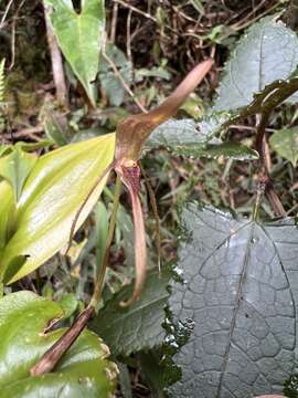 Image of Pleurothallis killipii Garay